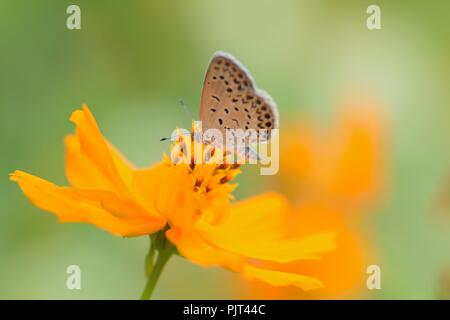 Makro Details Schmetterling auf Sommer Kosmos Blume Stockfoto