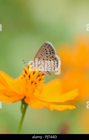 Makro Details Schmetterling auf Sommer Kosmos Blume Stockfoto