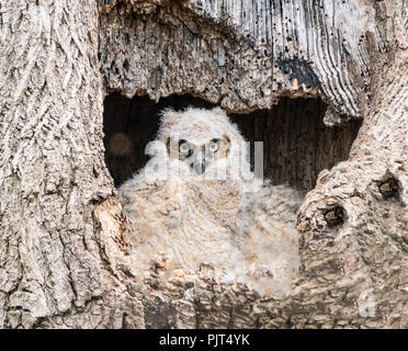 Junge great horned Owl (Bubo virginianus) sitzen im hohlen Baum warten auf Mutter Eule zurück zum Nest zu kommen. Stockfoto