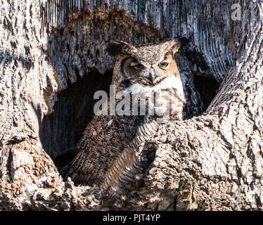 Eine große Fledermaus Mutter (Bubo virginianus) steht in sein Nest in Hohl. Stockfoto