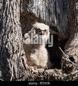 Junge Great Horned Owl (Bubo virginianus) im hohlen Baum in Pennsylvania Park sitzen warten auf Mutter eule zum Nest zurückkehren. Stockfoto