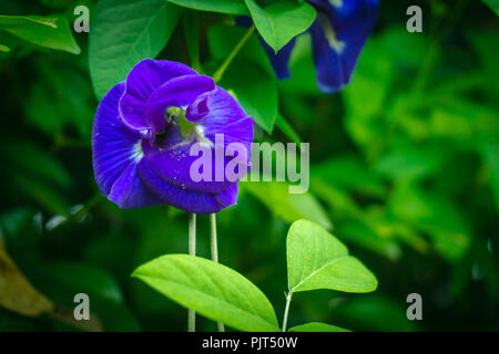 Butterfly Pea auf dem Baum mit lila Blüten schneiden mit grünen Blättern. Stockfoto