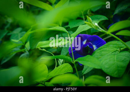 Butterfly Pea auf dem Baum mit lila Blüten schneiden mit grünen Blättern. Stockfoto