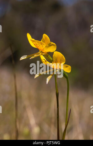 Golden Motte Orchid (Diuris Integrifolia) Stockfoto