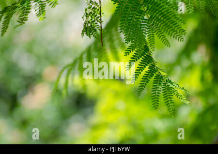 Royal Poinciana oder delonix Regia grüne Blätter. Es ebenfalls als Flame Tree bekannt. Stockfoto