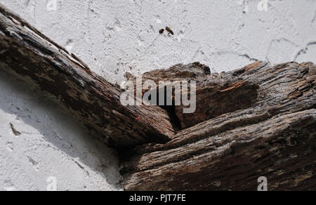 Honigbienen eingabe Bienenkorb in alten Holzarbeiten der historischen Gebäude Stockfoto