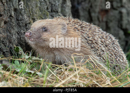 Ein Igel auf der Basis der Struktur auf der Suche nach Nahrung. Sie können die vorderen Zähne in der Nahaufnahme portrait siehe Stockfoto