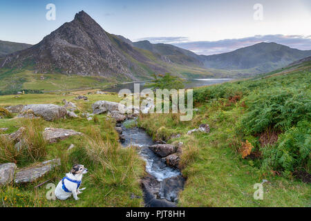 Ein Jack Russell Terrier Hund wartet durch die Afon Lloer Strom fließt in Llyn Tryfan Ogwen mit dem Berg im Hintergrund in Snowdonia National Park in W Stockfoto