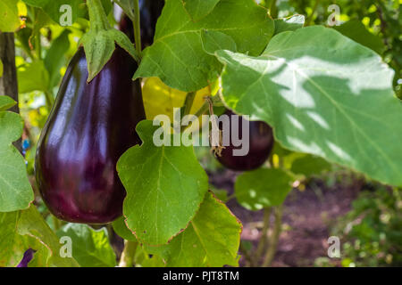 Australain home Auberginen angebaut Stockfoto