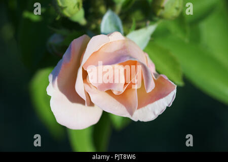 Rosa rose Stockfoto