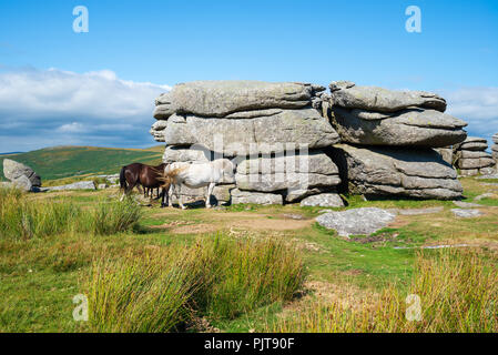 Ponys an Combestone Tor in der Nähe von hexworthy auf Dartmoor Nationalpark in Devon Stockfoto