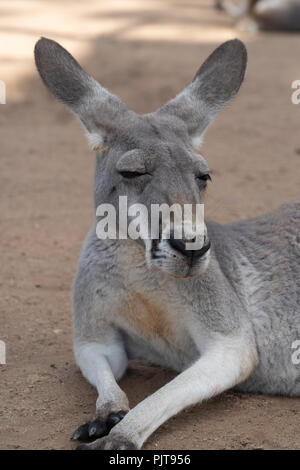 Kangaroo liegt auf sandigen Boden und Döst Stockfoto