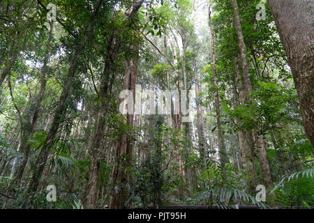 Ansicht von unten in die Baumkronen des Regenwaldes in Australien Stockfoto