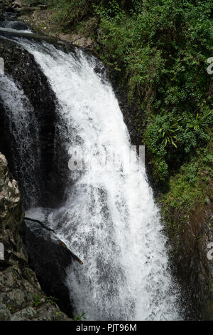 Wasserfall in Springbrook Regenwald, Australien Stockfoto