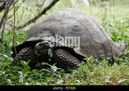 Galapagos Riesenschildkröte essen Blätter im El Chato finden auf der Isla Santa Cruz, Galapagos. Stockfoto