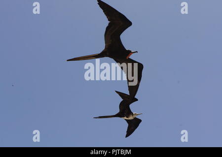 Ein paar prachtvolle Fregatte Vögel im Flug über die wunderschöne Galapagos-inseln, Ecuador Stockfoto