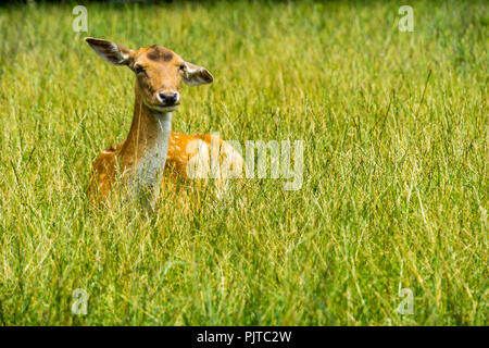 Wild Brown Deer versteckt im grünen Weide Stockfoto