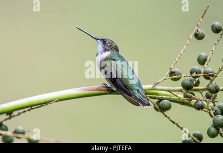 Ein Kind männlichen Ruby-throated hummingbird, archilochus Colubris, Sitzstangen auf einem Zweig in der Red River National Wildlife Refuge. Stockfoto