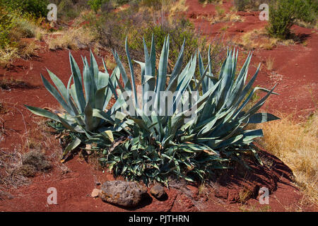 Agave wachsen in der Roten Erde, die so genannte ruffes, in der Nähe der Kop du Salagou in Südfrankreich Stockfoto