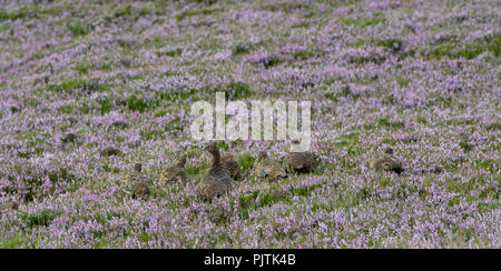 Moorschneehuhn, Lagopus lagopus Scotica, mit einer Brut von Küken auf einem Heideland, North Yorkshire, UK. Stockfoto