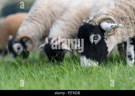 Swaledale Schafe grasen auf saftigen Weiden, North Yorkshire, UK. Stockfoto