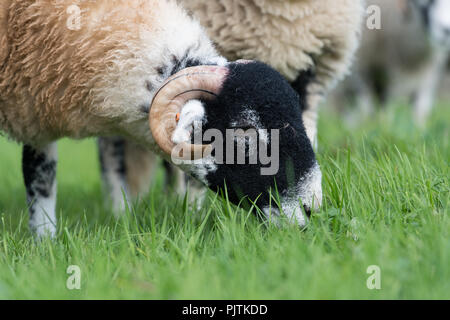 Swaledale Schafe grasen auf saftigen Weiden, North Yorkshire, UK. Stockfoto