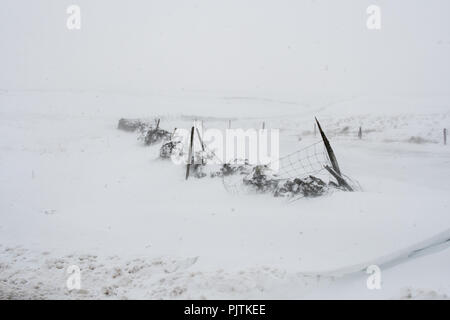 Blizzard Bedingungen auf die Flotte Moos Straße zwischen Hawes und Kettlewell, die höchste Straße in Yorkshire, bei einem schweren Winter Zauber Stockfoto