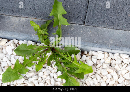 Grüne Löwenzahn Unkraut wachsen in weißen Steinen Pflastersteine im Garten Stockfoto