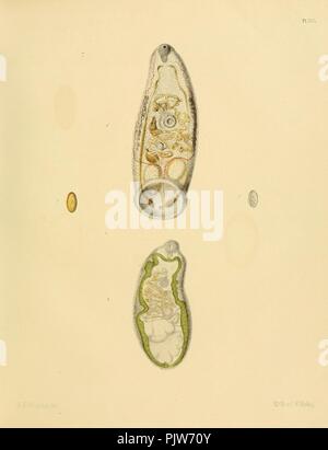 Beiträge zur entwicklungs-geschichte der Eingeweidewürmer (Platte XXII) Stockfoto