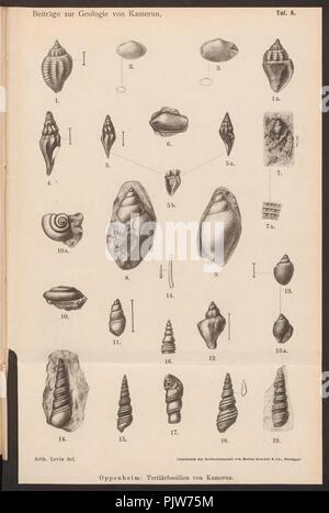 Beiträge zur Naturwissenschaft von Kamerun (Taf. 8) Stockfoto