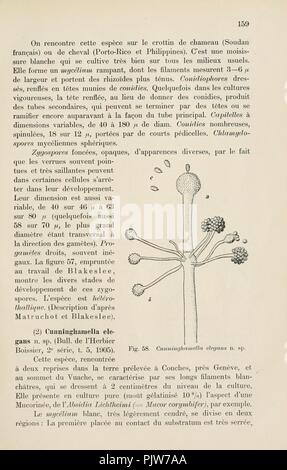 Beiträge Zur Kryptogamenflora der Schweiz (Seite 159) Stockfoto