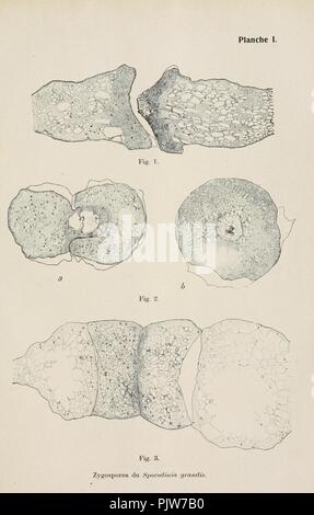 Beiträge Zur Kryptogamenflora der Schweiz Stockfoto