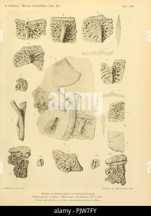 Beiträge zur Paläontologie Österreich-Ungarns und des orientiert Stockfoto