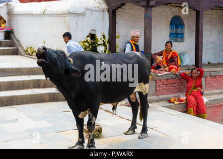 Pashupatinath, Nepal - Juli 17, 2018: Holly Stier an Pashupatinath, einem berühmten und heiligsten hinduistischen Tempel Komplex, am Ufer des Flusses Bagmati Stockfoto