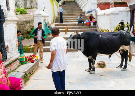 Pashupatinath, Nepal - Juli 17, 2018: Holly Stier an Pashupatinath, einem berühmten und heiligsten hinduistischen Tempel Komplex, am Ufer des Flusses Bagmati Stockfoto