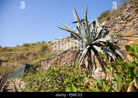 Große Aloe Vera Pflanze wächst in der Natur in die Cinque Terre, Italien Stockfoto