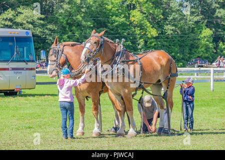 Zwei Kinder stetig ein Team von großen zugpferde Während Papa für ein Pferd ziehen Wettbewerb vorbereitet. Stockfoto