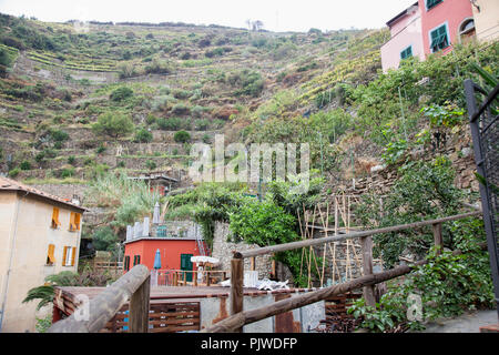 Terrassierten Gärten und Weinberge säumen den Hügeln entlang der Landschaft in Manarola, Italien Stockfoto