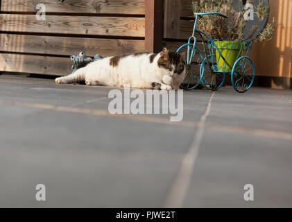 Cat Reinigung der selbst auf einer Terrasse im Freien Stockfoto