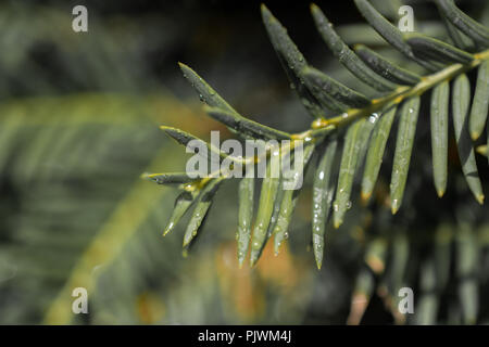 Ein separates grünes Blatt mit Wassertropfen auf es Stockfoto