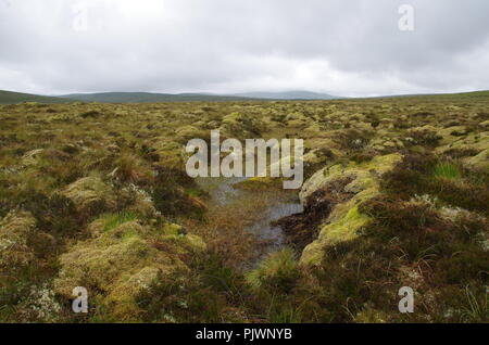 Schlimmer Moore, die ich je auf einem Spaziergang hatte. John O'Groats (Duncansby head) zu den Ländern Ende Ende Trail zu beenden. Caithness. Hochland. Schottland. Großbritannien Stockfoto