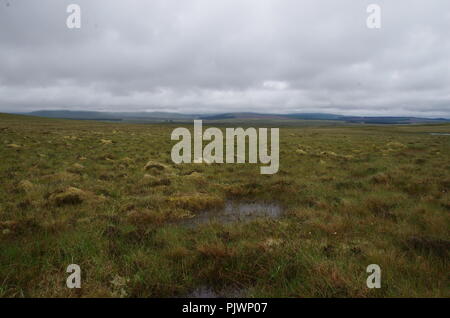 Schlimmer Moore, die ich je auf einem Spaziergang hatte. John O'Groats (Duncansby head) zu den Ländern Ende Ende Trail zu beenden. Caithness. Hochland. Schottland. Großbritannien Stockfoto