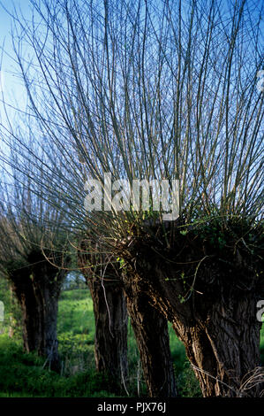 Impressionen der Felder und Natur rund um Geraardsbergen, auch genannt die Ardennen von Flandern (Belgien, 12/04/2008) Stockfoto