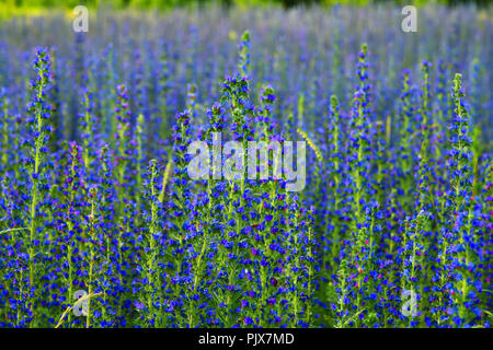 Salvia superba im Sommer auf einer Wiese Stockfoto