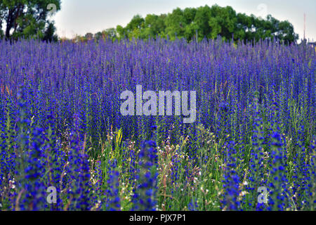 Salvia superba im Sommer auf einer Wiese Stockfoto