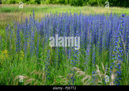 Salvia superba im Sommer auf einer Wiese Stockfoto