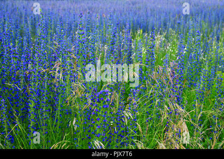 Salvia superba im Sommer auf einer Wiese Stockfoto