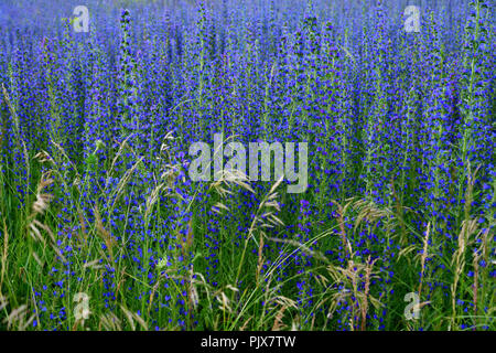 Salvia superba im Sommer auf einer Wiese Stockfoto