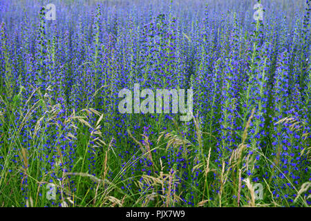 Salvia superba im Sommer auf einer Wiese Stockfoto