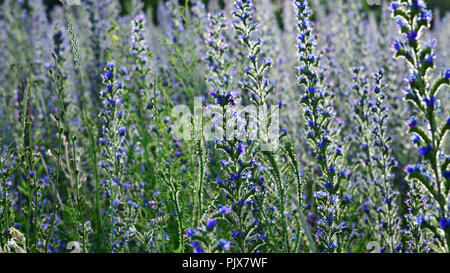 Salvia superba im Sommer auf einer Wiese Stockfoto